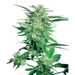 Big Bud Feminisiert - Sensi Seeds Bank