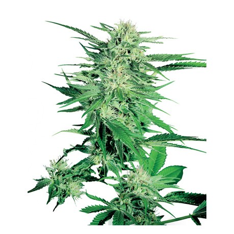 Graines Big Bud féminisée de la Sensi Seeds Bank