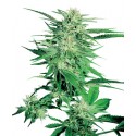 Big Bud femminilizzata - Sensi Seeds Bank