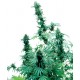 Early Skunk graines de cannabis féminisées de la Sensi Seeds Bank