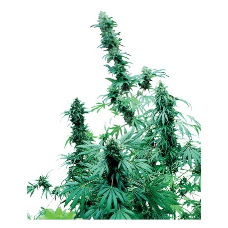 Big Bud femminilizzata - Sensi Seeds Bank