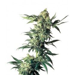 Graines de Northern Lights féminisées - Sensi Seeds Bank