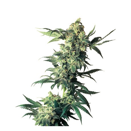 Early Skunk Feminized - Sensi Seeds Bank