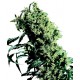 Northern Lights Feminisiert - Sensi Seeds Bank