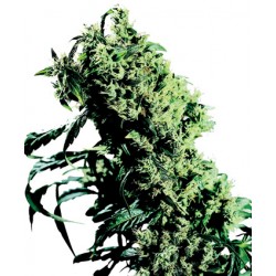 Northern Lights Feminized - Sensi Seeds Bank