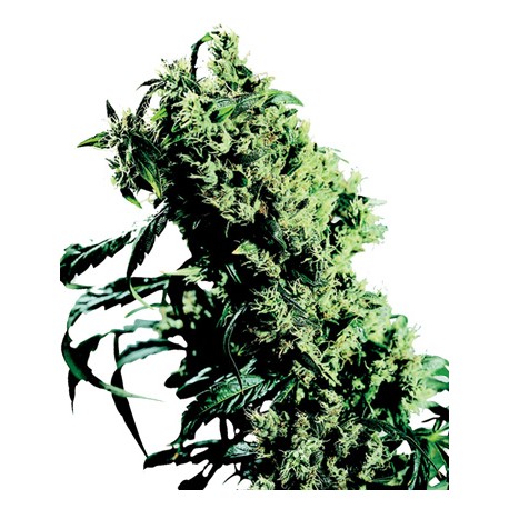 Northern Lights Feminized - Sensi Seeds Bank