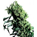 Northern Lights N°5 x Haze Feminized - Sensi Seeds Bank