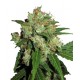 Northern Lights N°5 x Haze Feminisiert - Sensi Seeds Bank