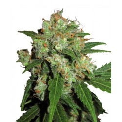 Sensi Skunk Feminisiert - Sensi Seeds Bank