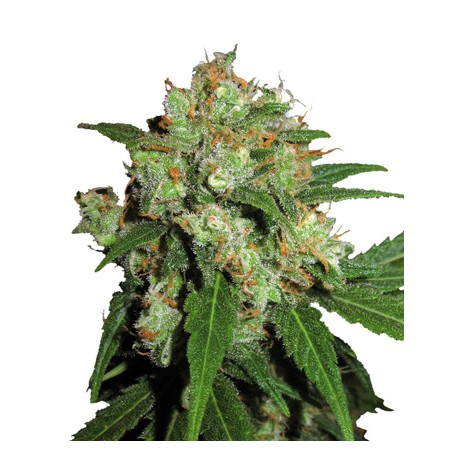 Northern Lights N°5 x Haze Feminisiert - Sensi Seeds Bank