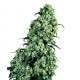 Sensi Skunk Feminitzades - Sensi Seeds Bank