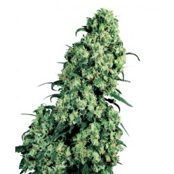 Skunk N°1 femminilizzata - Sensi Seeds Bank