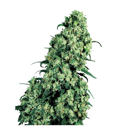 Sensi Skunk Feminizadas - Sensi Seeds Bank