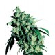 Skunk N°1 Feminized - Sensi Seeds Bank