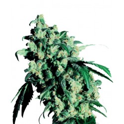 Super Skunk femminilizzata - Sensi Seeds Bank