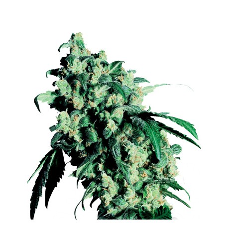 Skunk N°1 Feminized - Sensi Seeds Bank