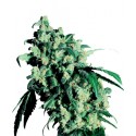 Super Skunk féminisée - Sensi Seeds