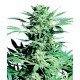 Super Skunk Feminized - Sensi Seeds Bank