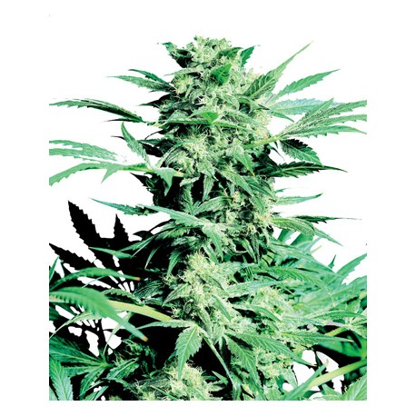 Super Skunk Feminized - Sensi Seeds Bank