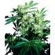 Graines Skunk Kush, graines de cannabis féminisée de la Sensi Seeds