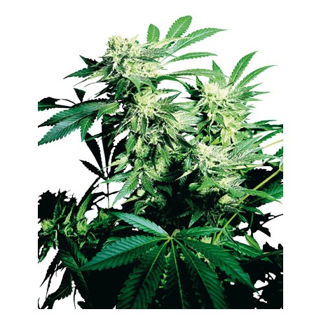 Graines Skunk Kush, graines de cannabis féminisée de la Sensi Seeds