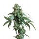 Skunk Kush Feminized - Sensi Seeds Bank