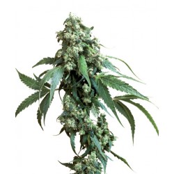 Jack Flash Feminisiert - Sensi Seeds Bank