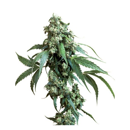 Skunk Kush femminilizzata - Sensi Seeds Bank