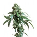 Jack Flash Feminized - Sensi Seeds Bank