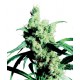 Graines de Silver Haze #9 de chez Sensi Seeds