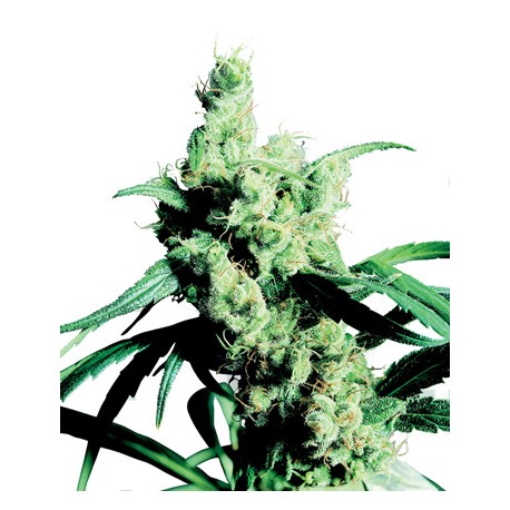 Jack Flash Feminized - Sensi Seeds Bank