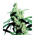 Silver Haze N° 9 Feminized - Sensi Seeds Bank