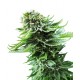 Northern Lights Automatic de la Sensi Seeds, graines féminisées