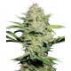 Graines de Sensi Skunk Automatic de la Sensi Seeds Bank