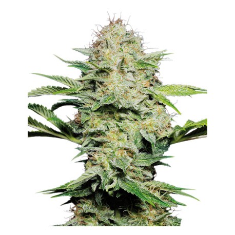 Graines de Sensi Skunk Automatic de la Sensi Seeds Bank