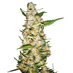 Skunk N°1 Automatic - Sensi Seeds