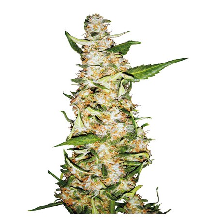 Sensi Skunk Automatic - Sensi Seeds