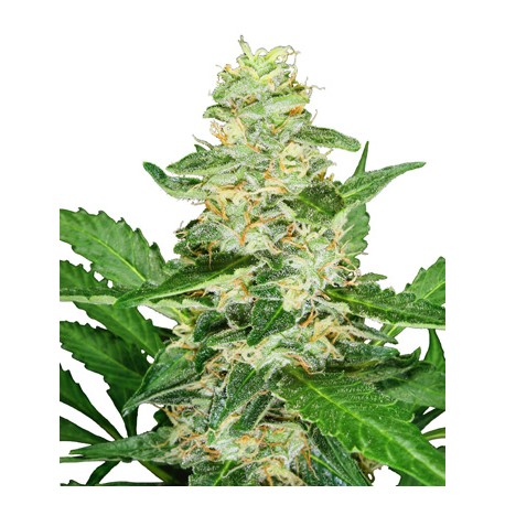 Graines de Super Skunk Automatic de la Sensi Seeds