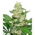 Super Skunk Automatic - Sensi Seeds