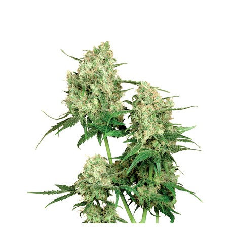 Maple Lead Indica graines de cannabis de la Sensi Seeds Bank