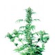 Durban® - Sensi Seeds Bank