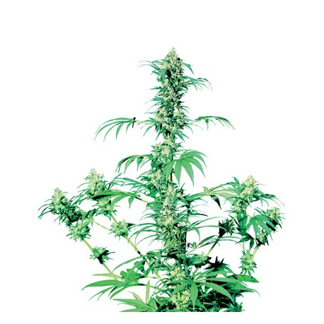Durban® - Sensi Seeds Bank
