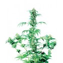 Early Girl® - Sensi Seeds Bank