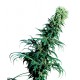 Early Girl® - Sensi Seeds Bank