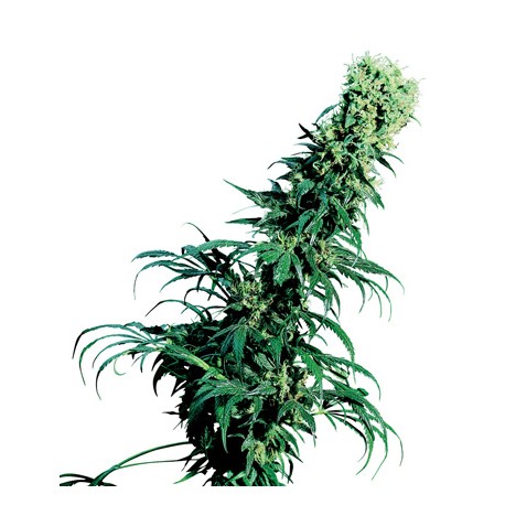 Early Girl® - Sensi Seeds Bank