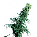 Early Pearl® - Sensi Seeds Bank