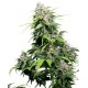 Early Pearl® - Sensi Seeds Bank