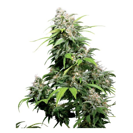 Early Pearl® - Sensi Seeds Bank