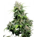 California Indica® - Sensi Seeds Bank