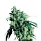 Ruderalis Skunk® - Sensi Seeds Bank